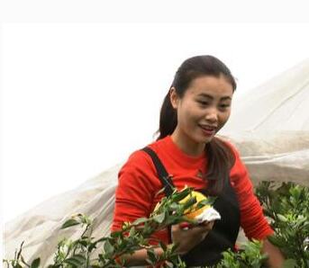 不知火卢婷