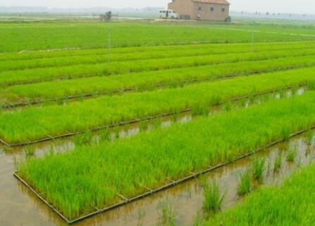 河南信阳市息县生态优质水稻种植基地及深加工项目