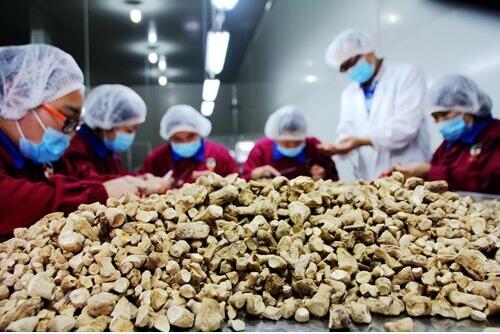 河南西峡县招商项目香菇综合深加工项目