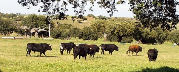 风靡世界的西班牙斗牛是如何起源的